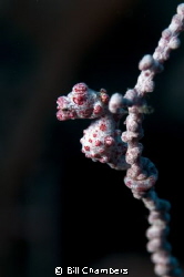 Pygmy Seahorse (Hippocampus bargibanti) taken at 28m.
Ni... by Bill Chambers 